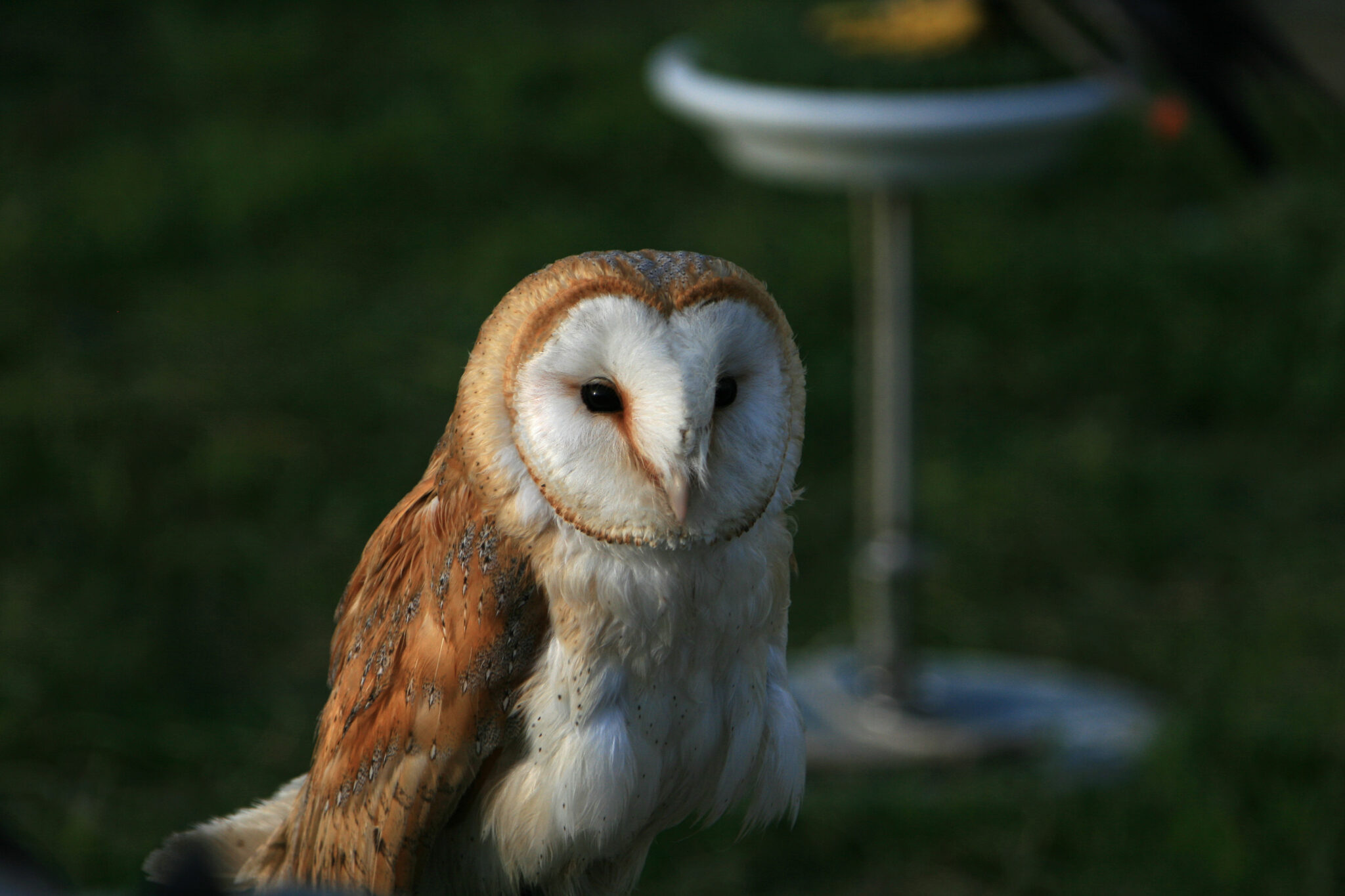 A barn owl with white and golden-brown plumage sitting in a grassy outdoor environment, with a blurred background featuring a bird stand.