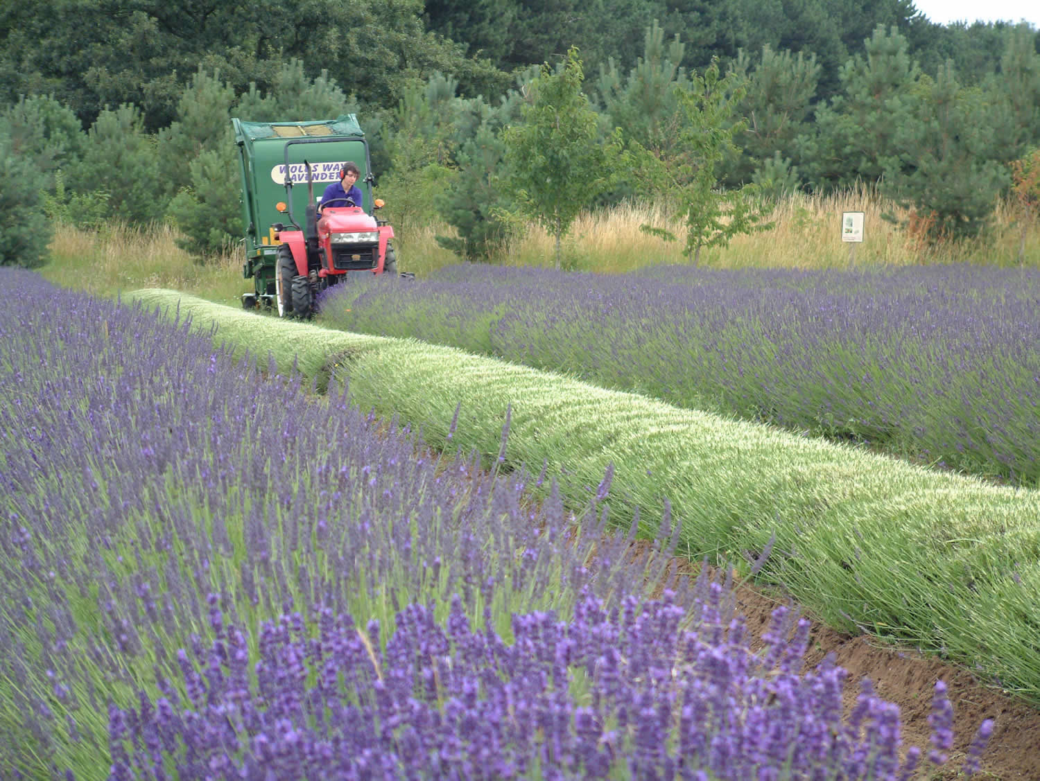 A farmer operating a red tractor with a green attachment, harvesting lavender in a field. The freshly cut lavender appears green, contrasting with the uncut vibrant purple rows.